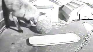 Hedgehog defends itself from fox.