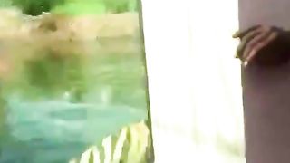 Stealthy tiger slowly creeps up behind people.