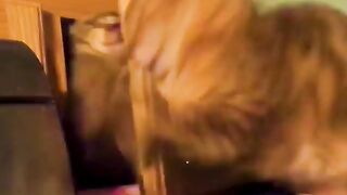 Naughty cat hides in a cabinet to sneak attack another cat.
