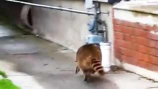 Lost baby raccoon rescued and finally reunited with its mum.