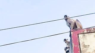 Brave mother monkey risks her life to rescue her baby stuck on power lines.
