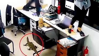 Giant monitor lizard enters the office room and scares everyone.