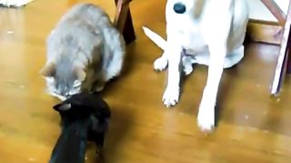 Amazing bird feeds its natural predators, a cat, and a dog!