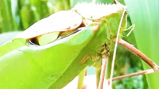 Meet the giant, noisy bug that totally looks like a leaf!