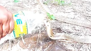 Snake tries to get inside a beer can and gets its head stuck.