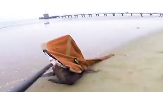 Sea lion with a fishing net entangled around it's neck gets saved.