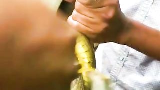 Kind rescuer gives water to thirsty snake by hand.