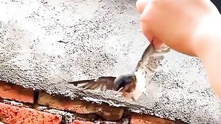 A swallow trapped in a spider web gets rescued.