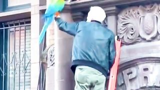 Naughty parrot gives it's owner and rescuers a tough time.
