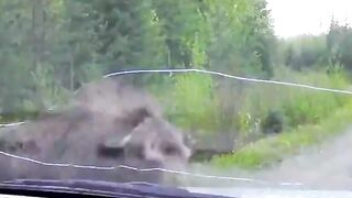 Stay away from my babies! Angry mama moose rams a truck.
