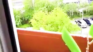 Person feeds mother hawk making nest in window garden box.