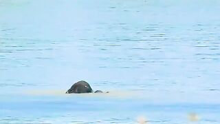 Dramatic moment, a herd of elephants rescue drowning calf...