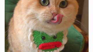 Chanies cat Beautiful cat funny cats
