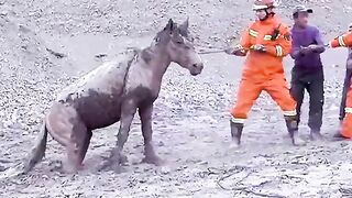 Firefighters rescue 18 horses trapped in mire in northern China.