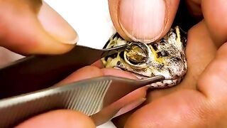 Satisfying footage shows gecko getting eye cap peeled from eye.