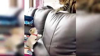 Funny cats and dogs 3