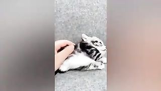 Funny cats and dogs 4