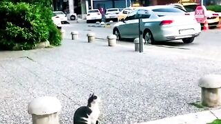 This feisty stray cat randomly pounces at passersby for fun.