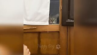 Cats and dogs funny