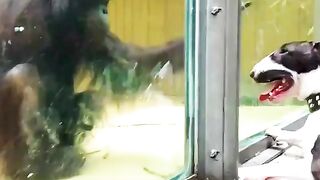 Meanie monkey teasing doggy with his stick at the zoo.