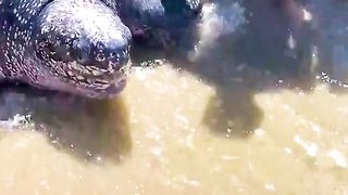 Huge leatherback turtle released back into ocean after becoming trapped in swamp.