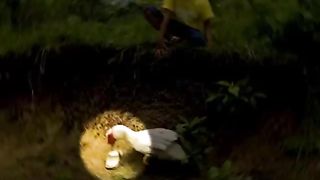 Amazing pet duck retrieves boy's shoe and brings it back to him.
