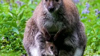 Amazing Animal.
