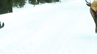 When an elk gets bored, bro be doing anything!