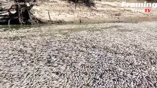 Ribuan ikan mati ditemukan mengambang di Sungai Australia