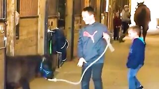 Kid struggles to get small draft horse out of barn.