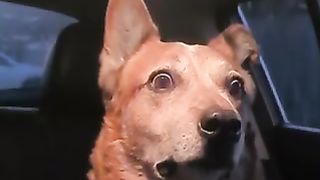 Funny Cats, Dogs Video 28