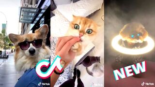 Funniest Cats and Dogs _ Tik Tok Pets Animal Video 2023 Compilation #1