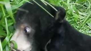 Funny Cats, Dogs Video 30