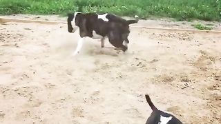 Funny Cats, Dogs Video 34