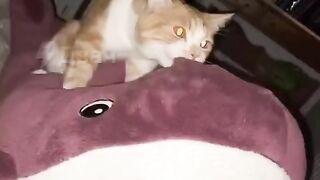 Funny Cats, Dogs Video 35