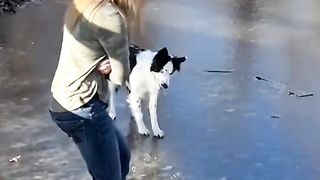 Dog error moment