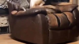 Funny Cats, Dogs Video 36