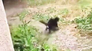 Funny Cats, Dogs Video 37