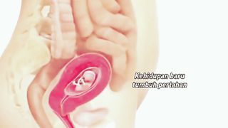 info reproduksi