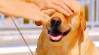 Dog house ????