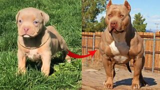????I'm a Big Kid Now Cute Baby Animals | Funny Pets City #38 2