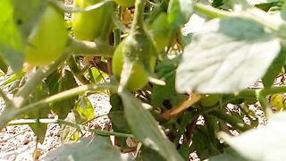 Tomato 2