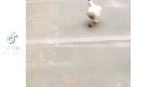 Funny video 58