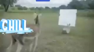 Shortttanding vital video //#viralvideo#tranfingvideo