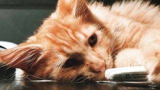 Cat lying