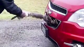 car accident tiktok trending viral video