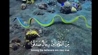 Quran sharif, tilawat quran,islam, 2