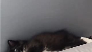 Super funny animal videos from