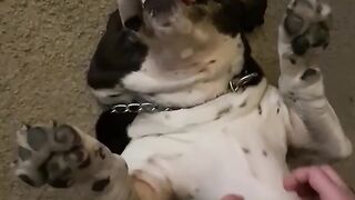 Winston the dog LOVES belly rubs