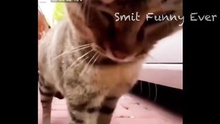 Funniest Cats ???? - Don't try to hold back Laughter ???? - Funny Cats Videos #7